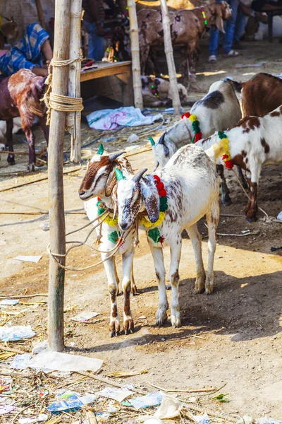 Chèvres pour la vente au bazar — Photo