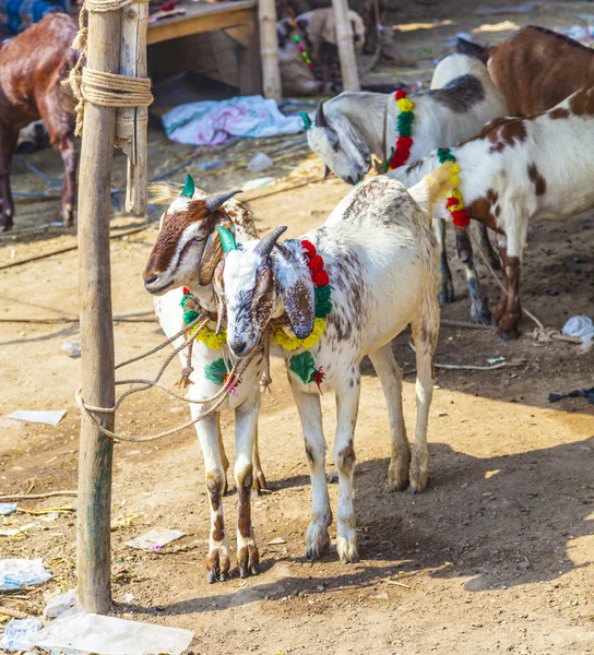 Goats for selling at the bazaar — Stock Photo, Image