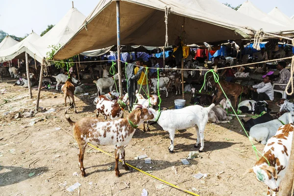 Cabras para venda no bazar — Fotografia de Stock