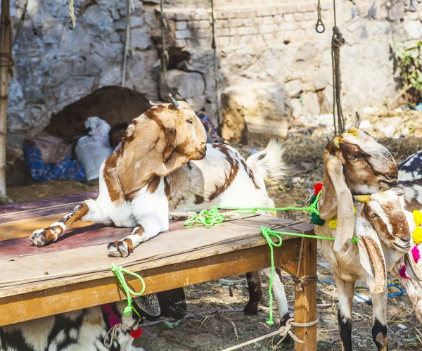 Ziegen zum Verkauf auf dem Basar — Stockfoto