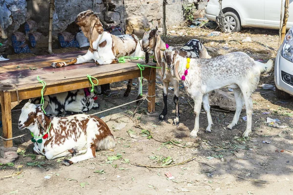 Cabras para la venta en el bazar —  Fotos de Stock