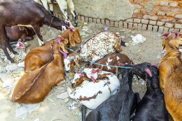 Cabras para venda no bazar — Fotografia de Stock