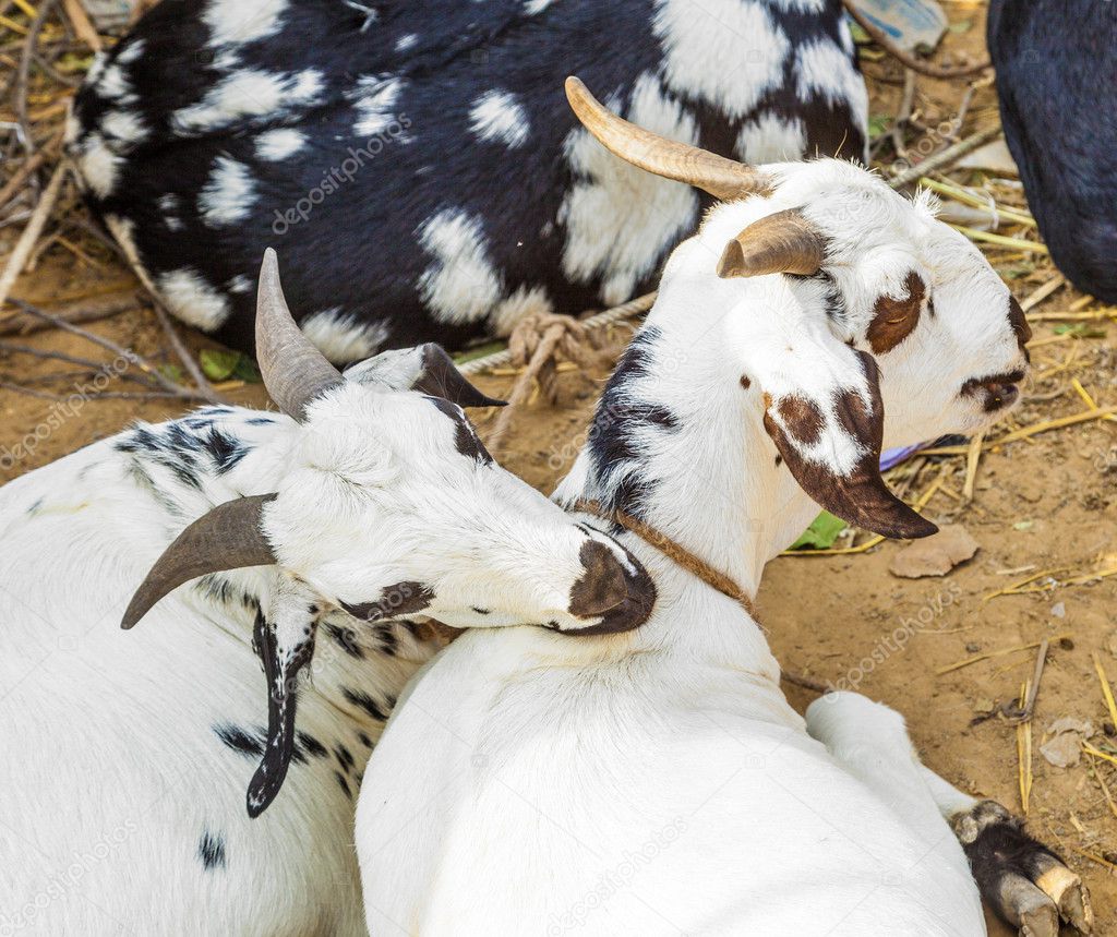 goats for selling at the bazaar