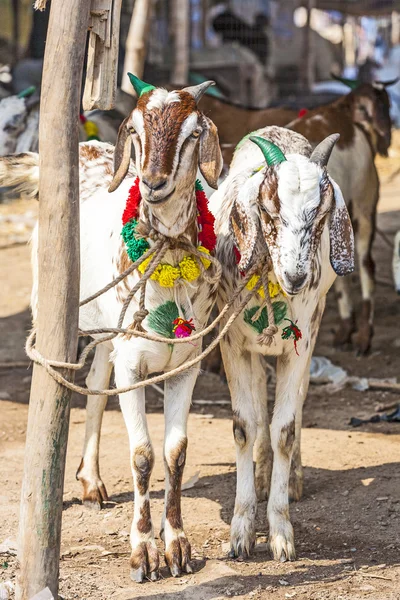 çarşı satış için keçi