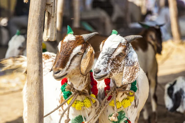 Kozy pro prodej v bazaru — Stock fotografie