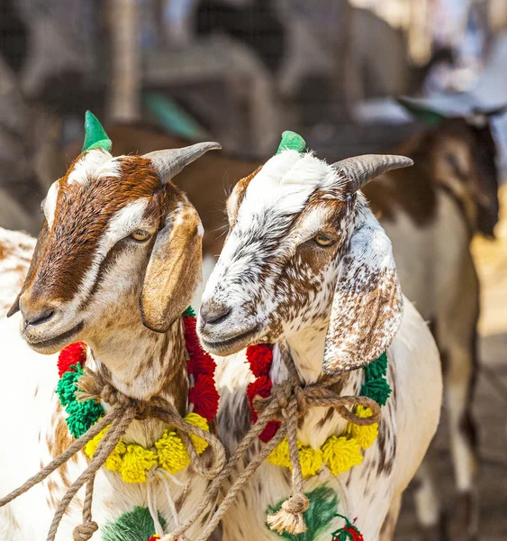 Chèvres pour la vente au bazar — Photo