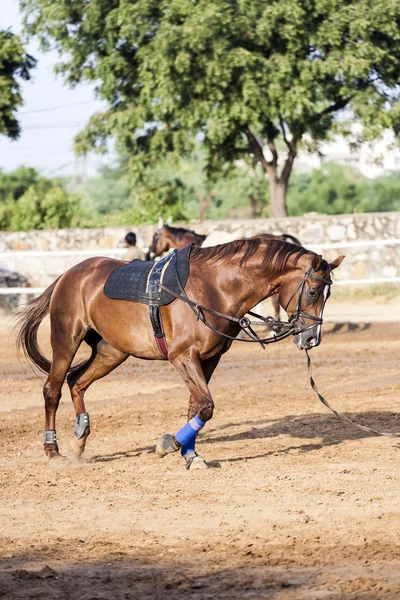 Caballo marrón es entrenado por la embestida — Foto de Stock