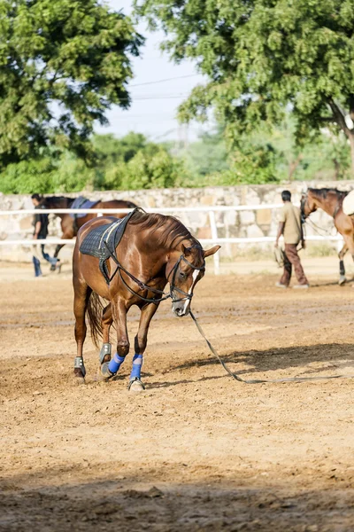 Brązowy koń jest szkolony przez lonży — Zdjęcie stockowe