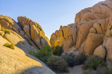 joshua tree national Park Manzaralı jumbo kaya