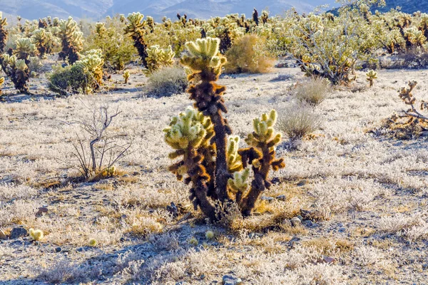 Bellissimo Cholla Cactus Garden nel parco nazionale di Joshua Treer al sole del pomeriggio — Foto Stock