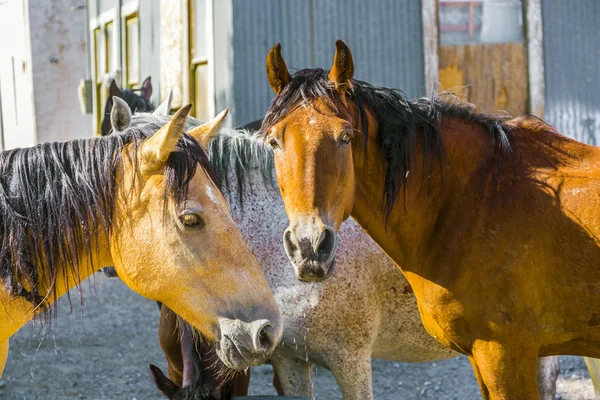 Baie Cheval arabe buvant dans un abreuvoir — Photo