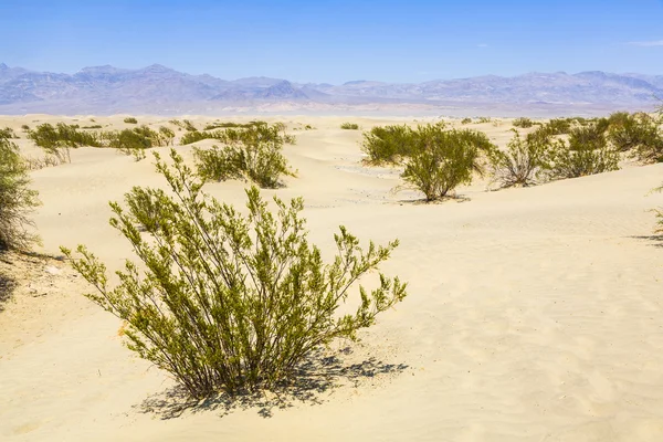 Szárított sivatagi gras Mesquite lakások homokdűnék — Stock Fotó