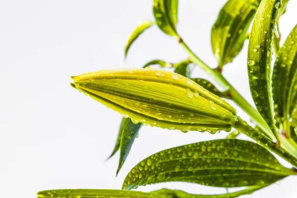 Bellissimo fiore di giglio — Foto Stock