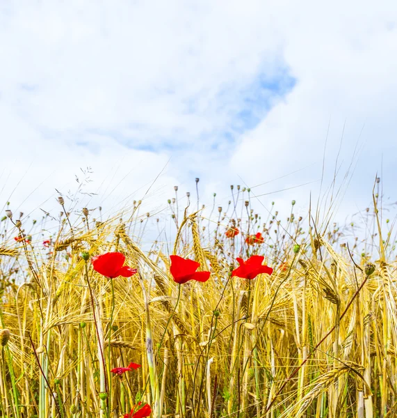 Poppy flowers with blue sky and clouds on the meadow — Stock Photo, Image