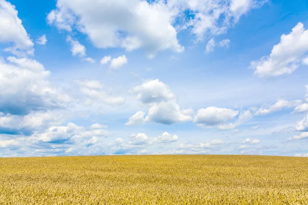 Maïsveld onder blauwe lucht — Stockfoto