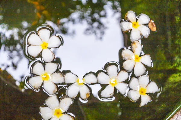 Flor de Plumeria (Frangipani) flotando en el agua — Foto de Stock