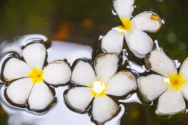 在水中漂浮的花鸡蛋花 (鸡蛋花) — 图库照片