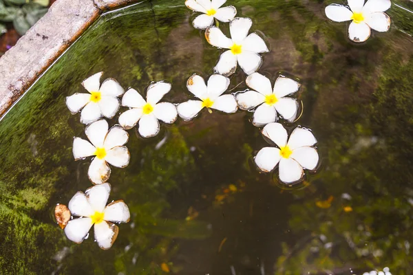 Fiore di Plumeria (Frangipani) galleggiante in acqua — Foto Stock