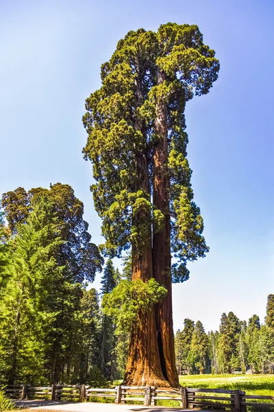 uzun ve büyük SEQUOIAS ağaçlar sequoia national Park