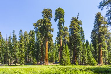 uzun ve büyük SEQUOIAS ağaçlar sequoia national Park