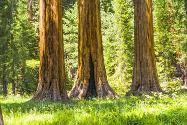 uzun ve büyük SEQUOIAS güzel sequoia national Park