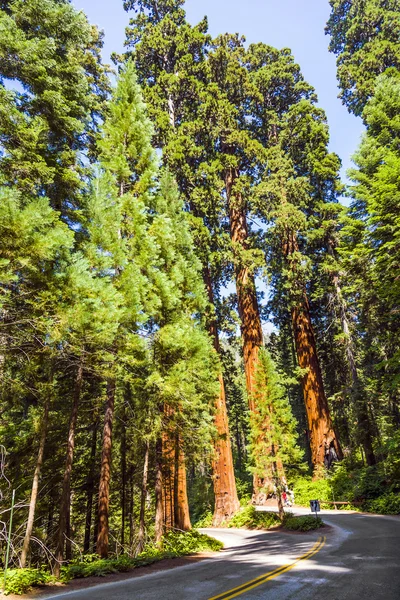 Vysoké a velké sekvojí stromy v parku sequoia national park — Stock fotografie