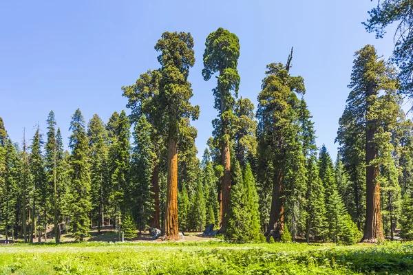 Árvores altas e grandes sequoias no parque nacional sequoia — Fotografia de Stock