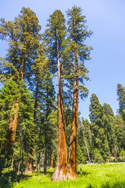 Secuoyas altas y grandes en el hermoso parque nacional sequoia — Foto de Stock