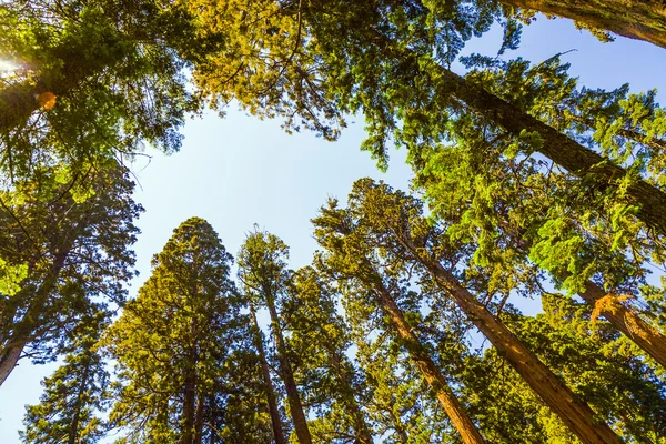Высокие и большие секвойи в красивом национальном парке секвойи — стоковое фото