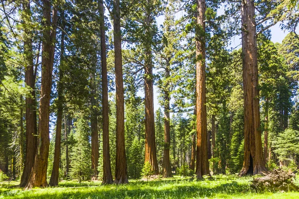 Sequoie alte e grandi nel bellissimo parco nazionale della sequoia — Foto Stock