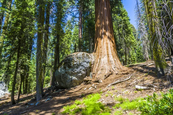 Secuoyas altas y grandes en el hermoso parque nacional sequoia —  Fotos de Stock