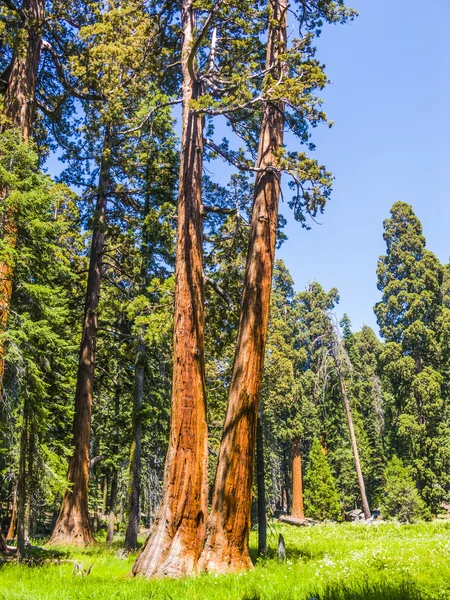 Große und große Mammutbäume im wunderschönen Mammutbaum-Nationalpark — Stockfoto