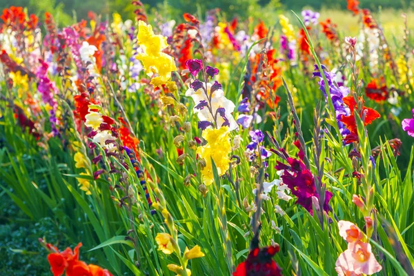 Beautiful flowers in the meadow — Stock Photo, Image