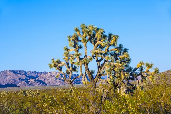 Joshua tree i varmt ljus — Stockfoto