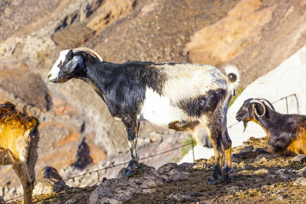 Cabras nas montanhas de lanzarote — Fotografia de Stock