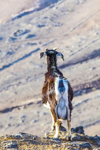 Goats in the mountains of lanzarote — Stock Photo, Image