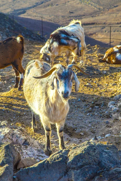 Goats in the mountains of lanzarote — Stock Photo, Image