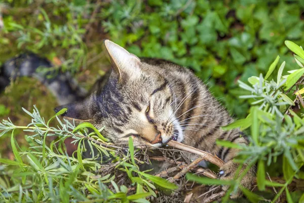 庭で猫の狩りです。 — ストック写真