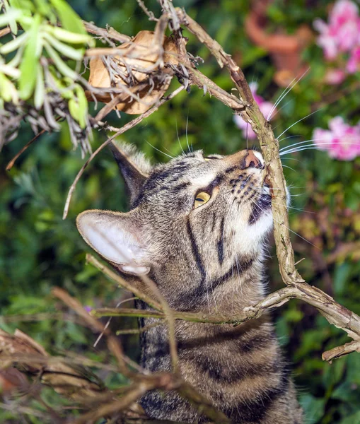 Gato está caçando no jardim — Fotografia de Stock