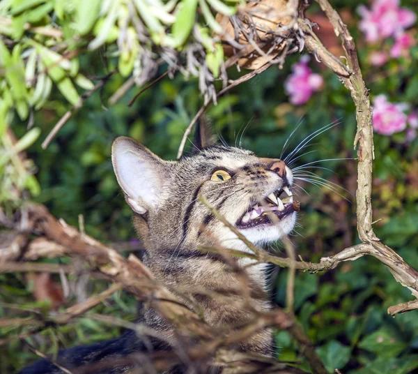 Kot jest polowanie w ogrodzie — Zdjęcie stockowe