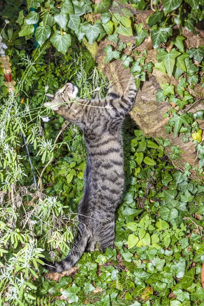 Kočka je lov v zahradě — Stock fotografie