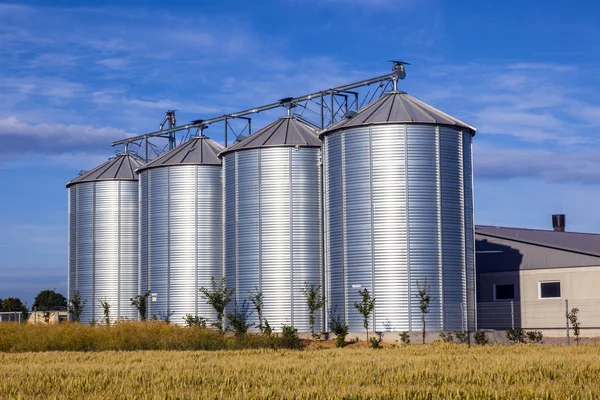 Quatre silos en argent dans le champ de maïs Image En Vente