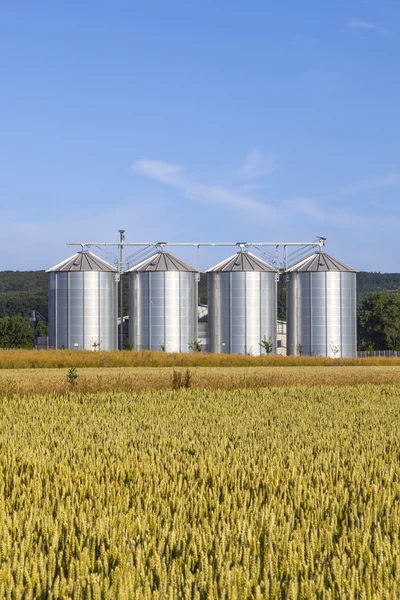 Cuatro silos de plata en el campo de maíz —  Fotos de Stock