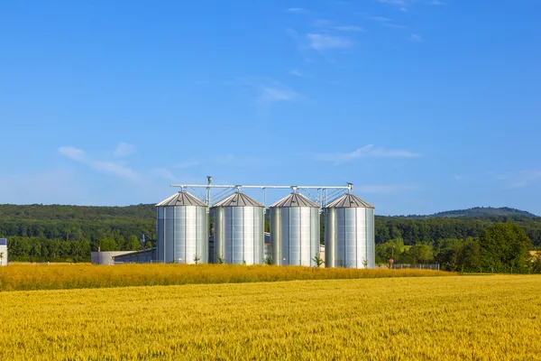 Четыре серебряных бункера на кукурузном поле — стоковое фото