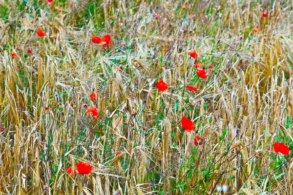 Mák květiny na louce wild flower — Stock fotografie