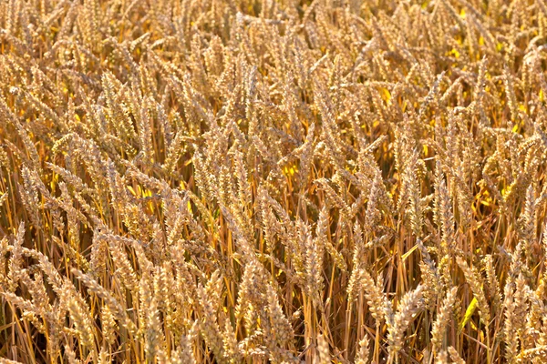 Padrão de campo dourado — Fotografia de Stock