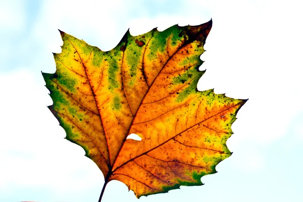 Őszi színű, gyönyörű leveleket vénasszonyok nyara — Stock Fotó