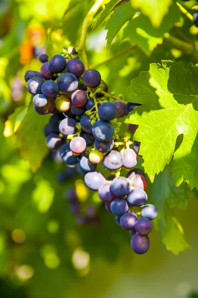 Las uvas prosperan bien en la pared de la casa —  Fotos de Stock