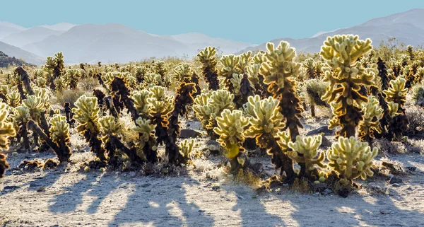 Beautiful Cholla Cactus Garden in Joshua Tree national park — Stock Photo, Image