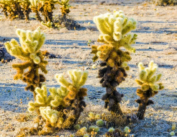 Belo Cholla Cactus Garden no parque nacional Joshua Tree — Fotografia de Stock